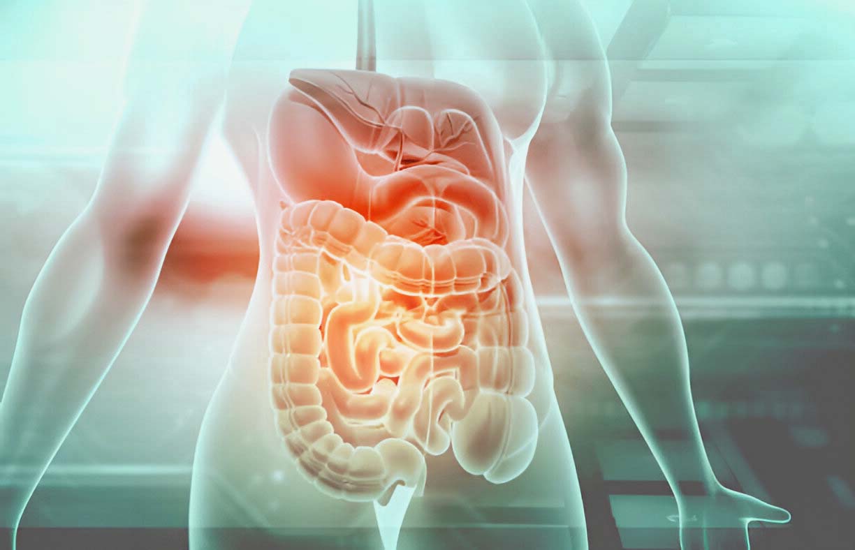 Intestine Meaning in Tamil |  Intestine Definition in Tamil